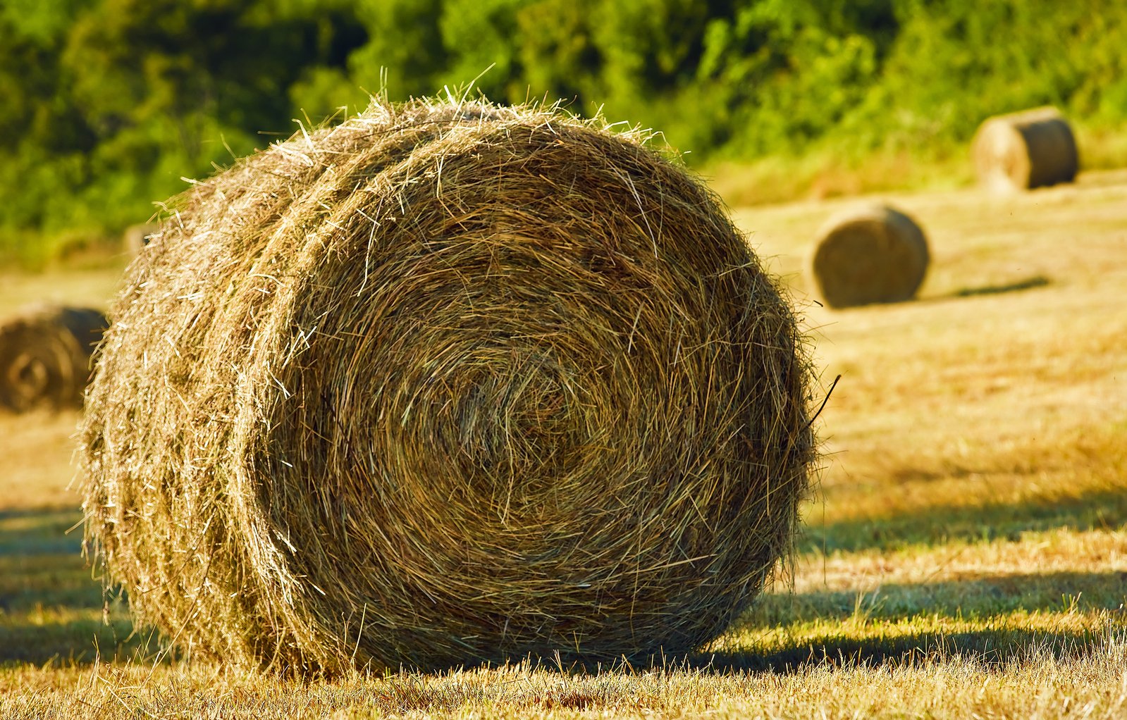 bale-of-hay-1347040.jpg